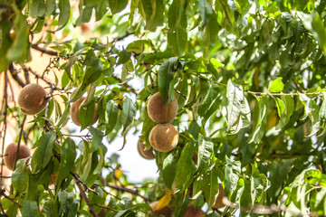 Peach on branch