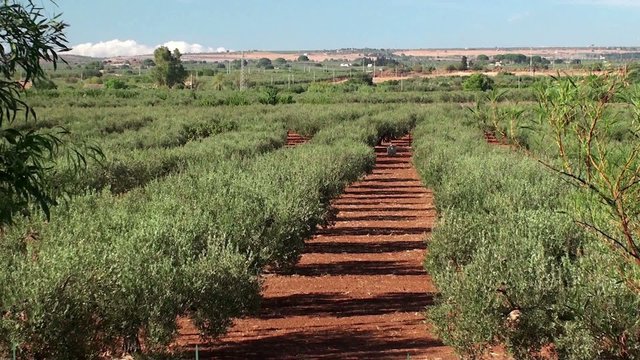 Olive plantation in Sicily
