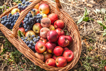 Basket with fruit on a green grass