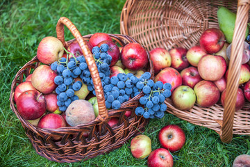 Basket with fruit on a green grass