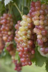 ブドウ畑　甲斐乙女