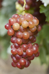 ブドウ畑　甲斐乙女