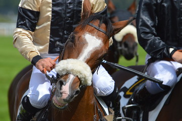 Obraz premium cheval de course