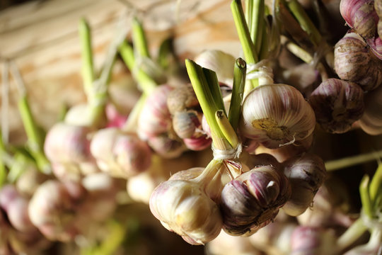 Fresh garlic in bunch