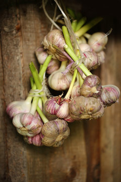 Fresh garlic in bunch