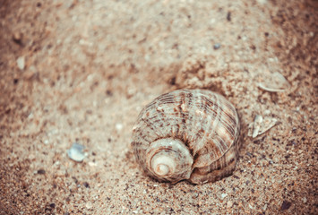 texture of sand and shell
