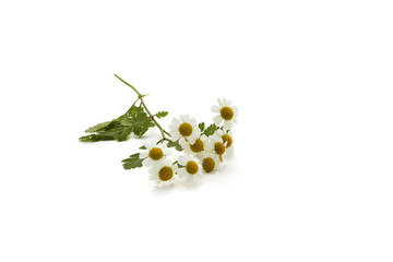 Camomille