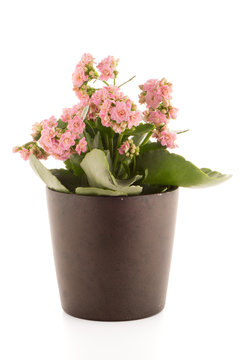 Kalanchoe Calandiva flowers