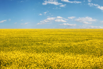 Obraz premium Yellow field of rapeseed in bloom