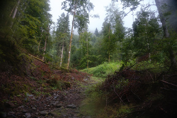 Alpine forest nature