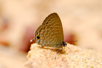 Butterfly on ground, nature