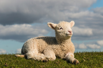 Obraz premium newborn lamb basking on grass