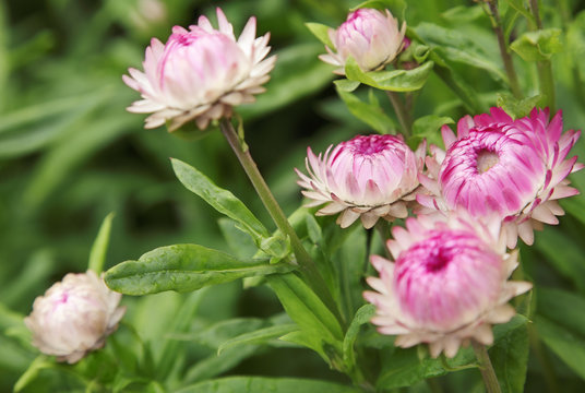 Strohblume