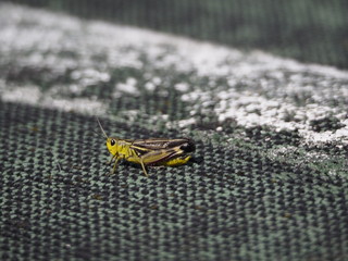 Saltamontes en el Salève (Francia)