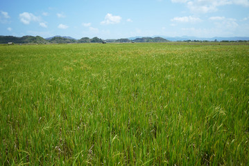 Paddy rice field