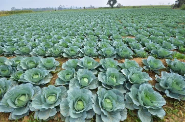 Crédence de cuisine en verre imprimé Campagne Cabbage field