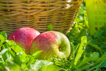 red ripe  apples lie on a green grass