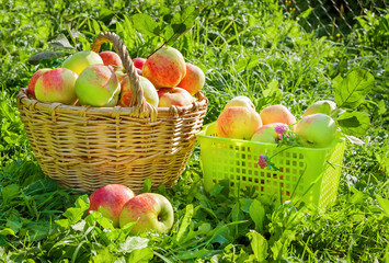 crop of red juicy apples in a baskets