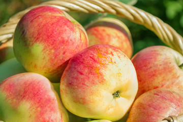background from red ripe juicy apples