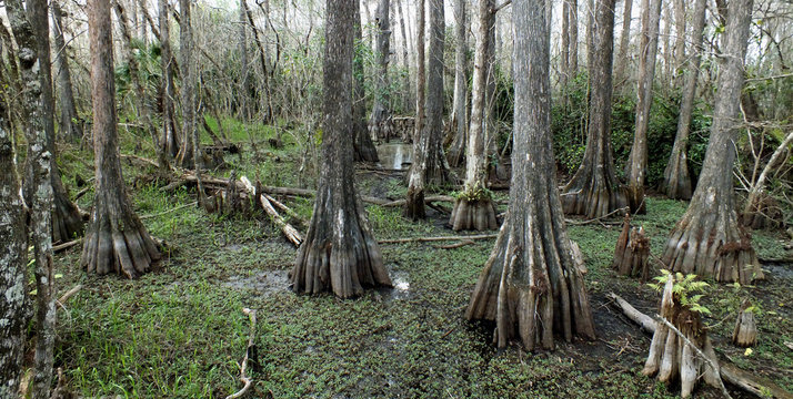 Southern Swamps