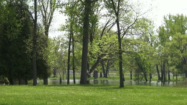 Public Park, Trees, Grassy Area