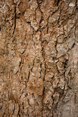 Wood texture