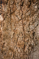 Wood texture