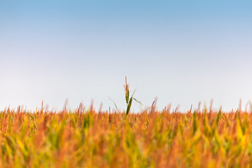 Single corn plant growing faster than the other ones © Martin Bergsma