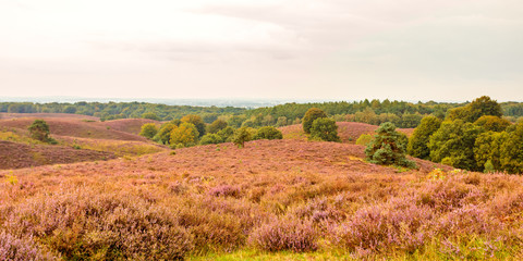 Fototapeta premium Panoramic image of blooming heathland at the Veluwe