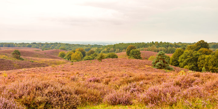 Panoramic image of blooming heathland at the Veluwe