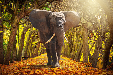 Elephant walking on autumnal alley in the park