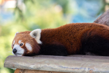 Red panda close up