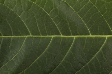 leaf