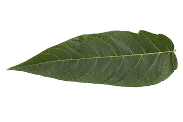 Obraz premium leaf