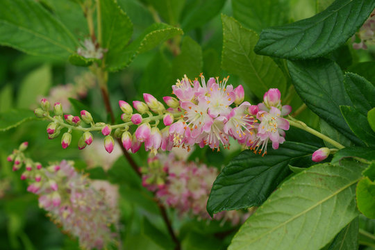 Clethra alnifolia Pink Spire