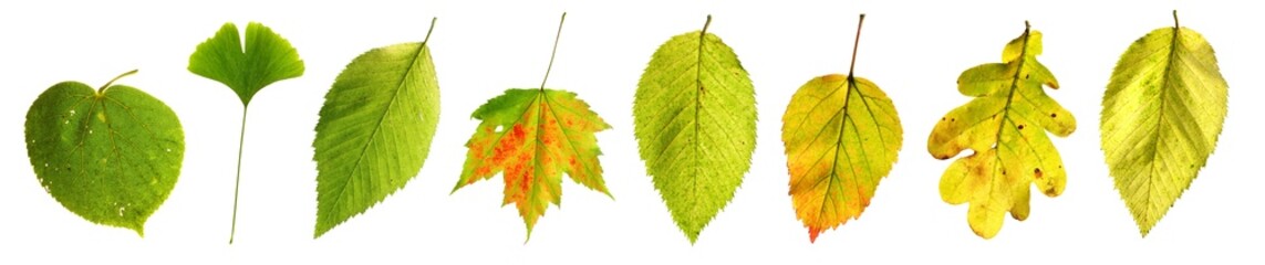 Blätter von grün bis grün-gelb