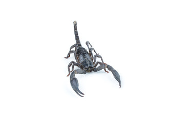 scorpion on white background