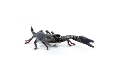 scorpion on white background