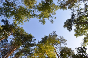 Obraz premium на природе