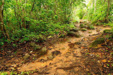 Muddy jungle path in Panama