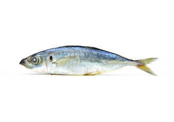 fresh sardine