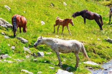 Horse herd on the pasture in the mountains