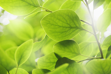 Natur
