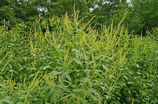 ブタクサ の画像 6 5 件の Stock 写真 ベクターおよびビデオ Adobe Stock