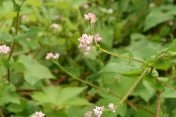 ママコノシリヌグイ