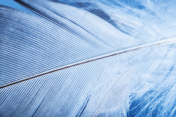 feather close up - macro detail