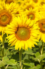 Sonnenblumen