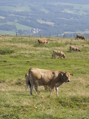 Vaca en la Alta Saboya (Francia)