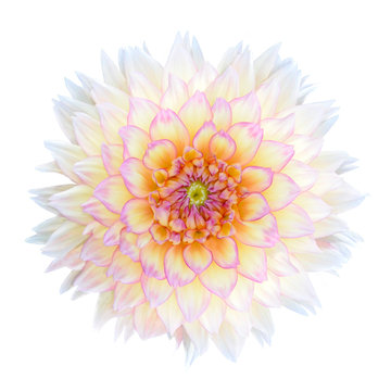 White Chrysanthemum Flower with Purple Center Isolated