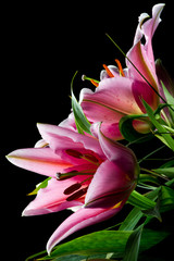 Bouquet of lilies with white-pink petals on a black background